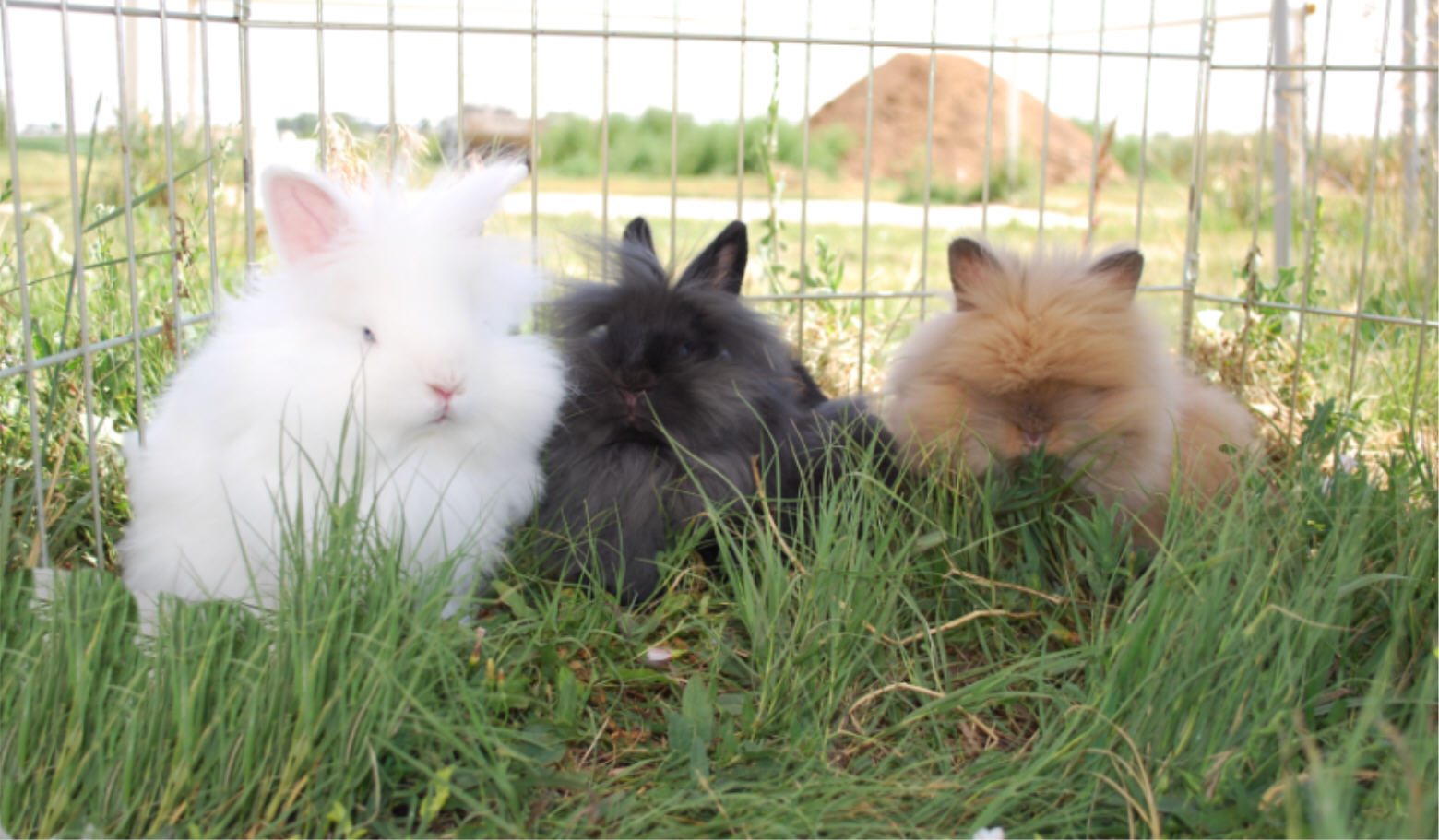 buns.jpg