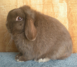 chocolate lop rabbit female