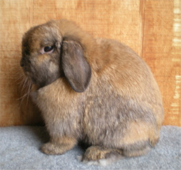 show quality holland lop in colorado