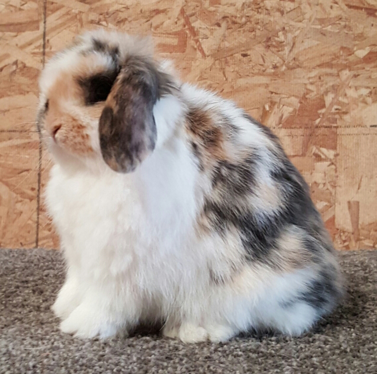 posed holland lop tricolored