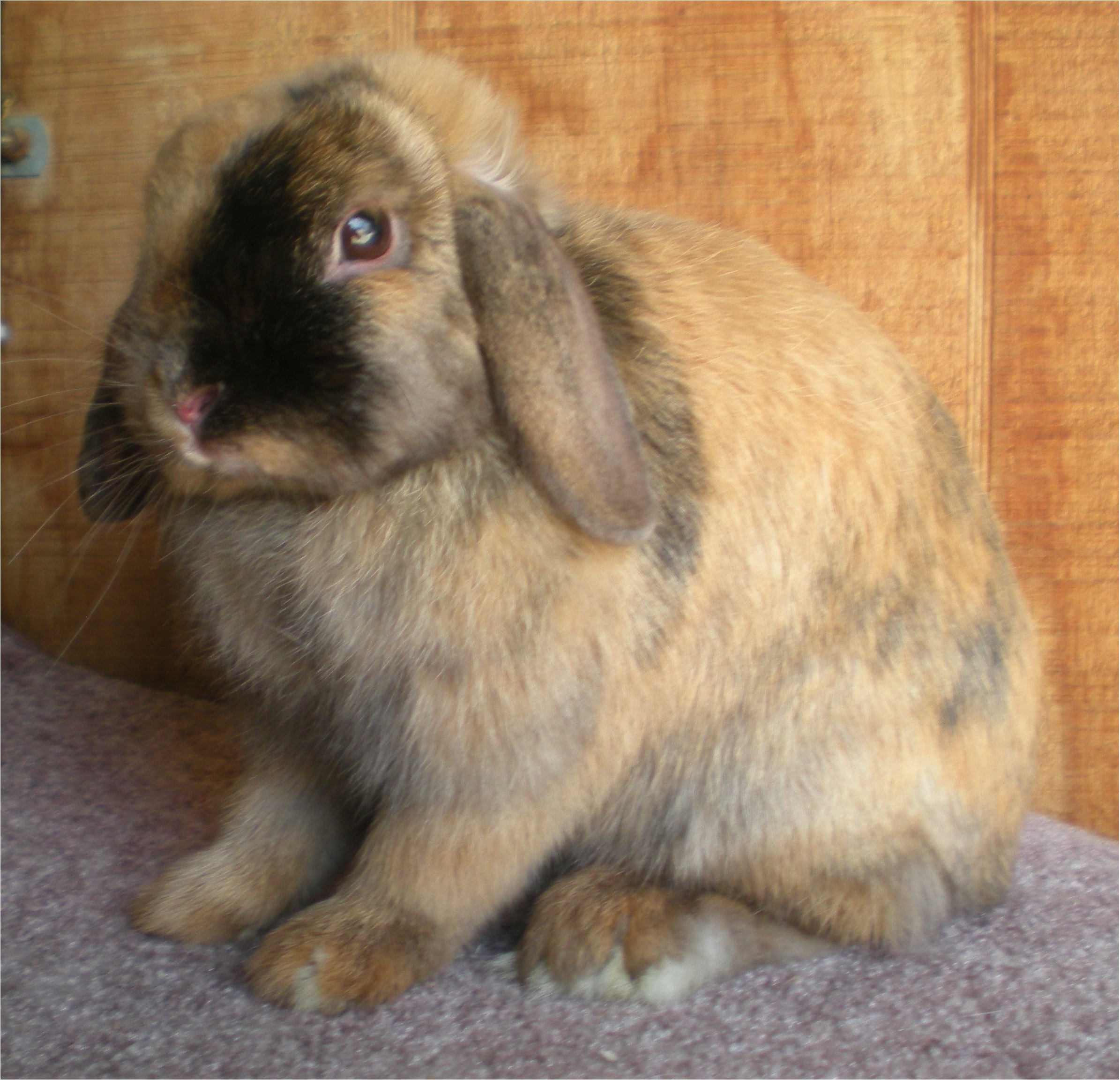 HoneyBun.jpg