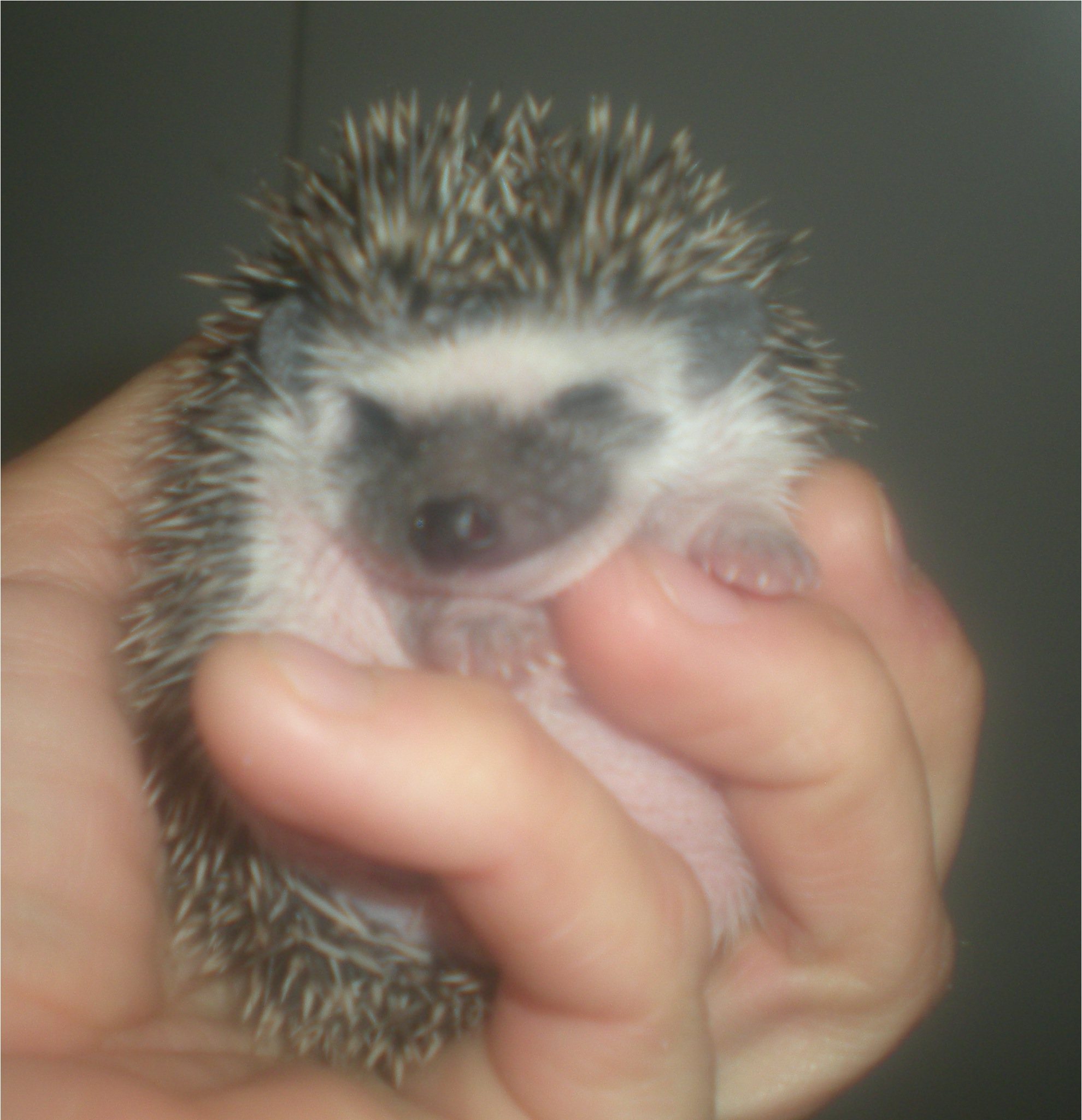 babyhed.jpg