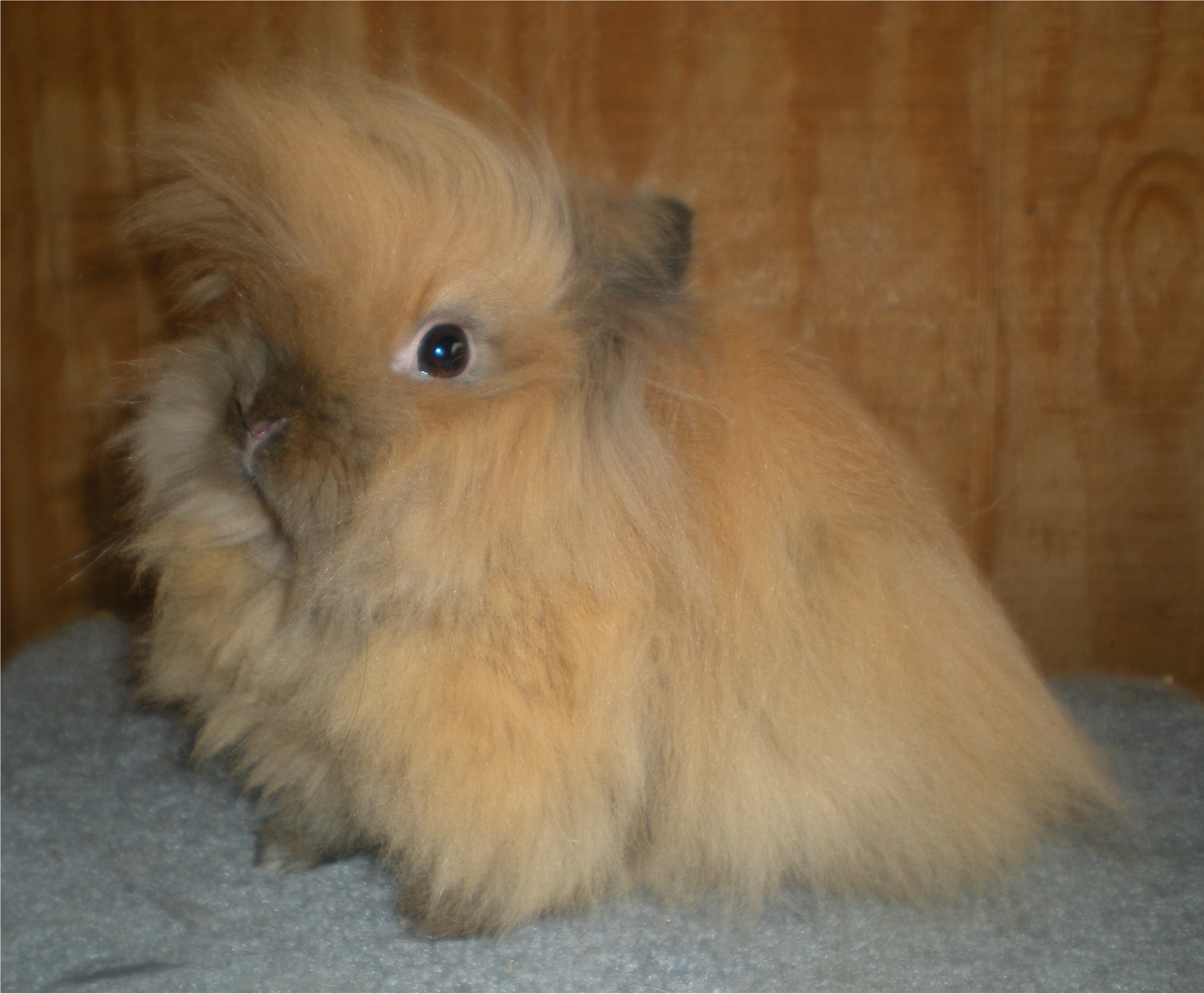 lilah2.jpg