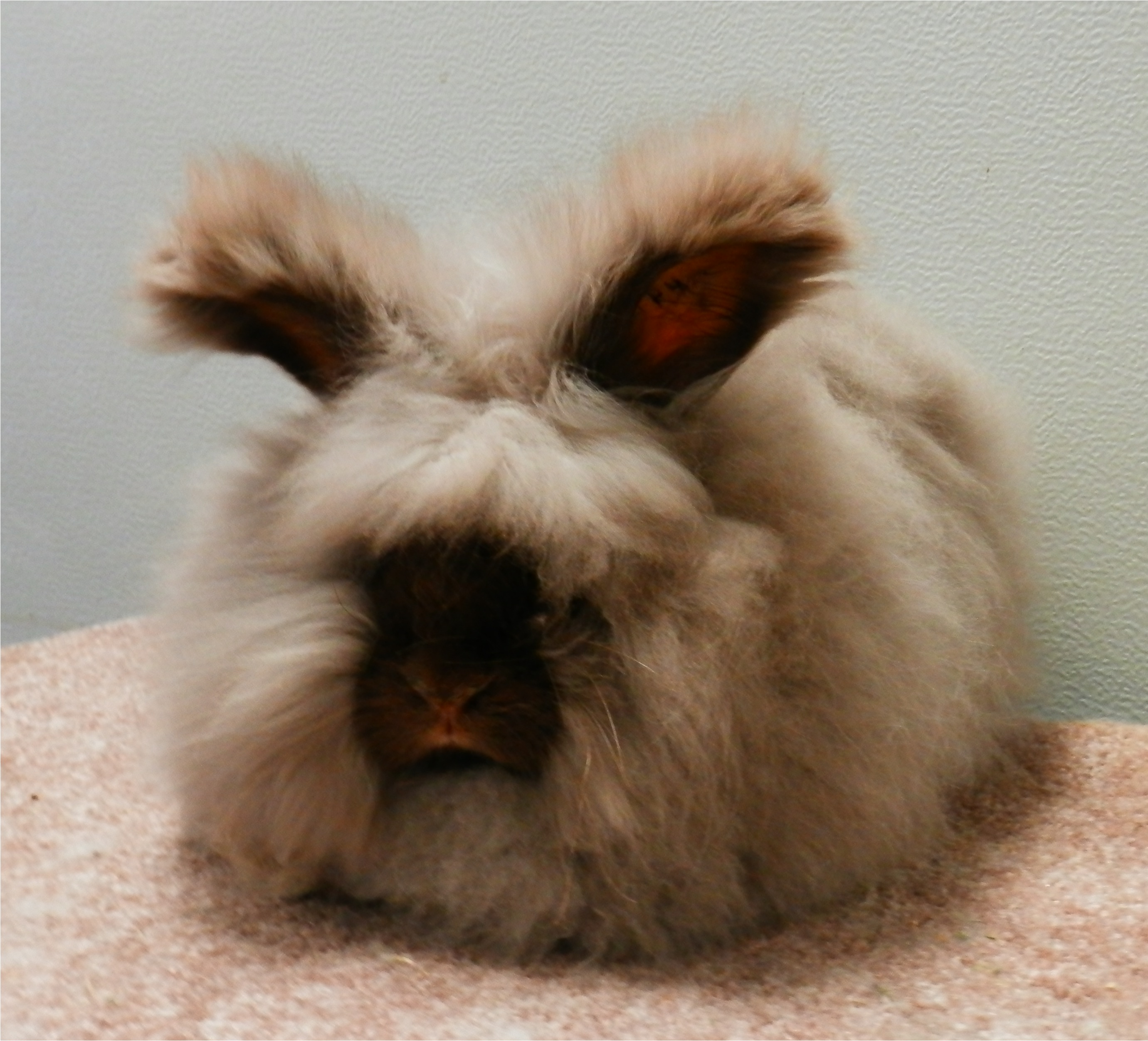 sundae4mo.jpg
